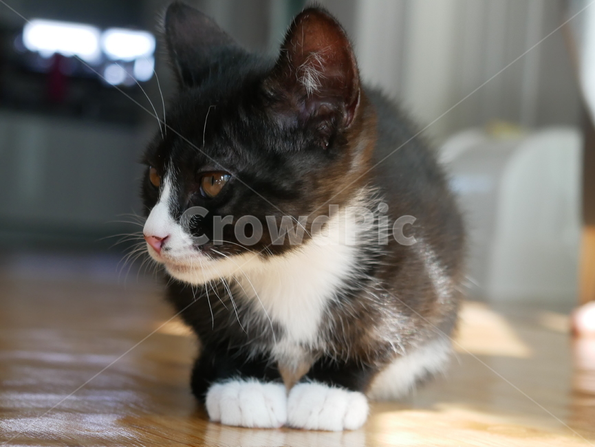 고양이,개냥이,아기고양이,아기냥이,귀여운,동물,동물,animal,포유류,mammal,고양이,cat,kitten,kitty