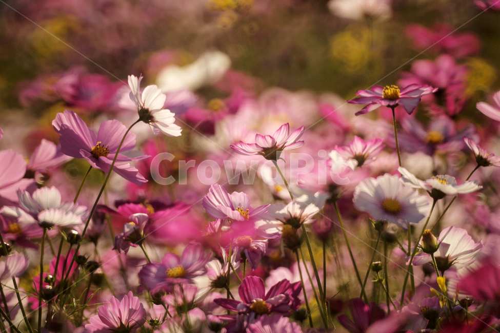 코스모스,꽃,식물,줄기,가을,자연,계절,가을,계절,fall,autumn,season,식물,자연,plants,nature,꽃,flower,plant