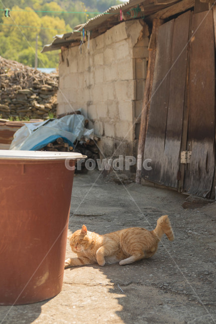 시골고양이,고양이,코리아숏헤어,치즈코숏,cat,시골,반려동물,노란고양이,animalcompanion,animal,길고양이,마당고양이,동물,animal,포유류,mammal,고양이,cat,kitten,kitty