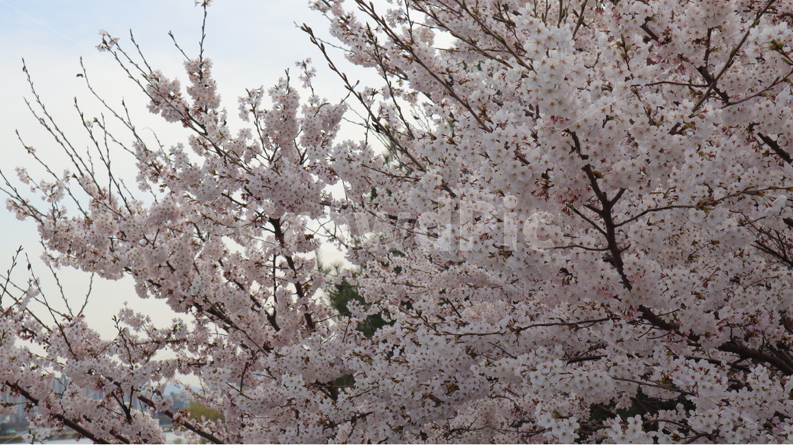 벚꽃,봄,cherryblossoms,spring,흰색