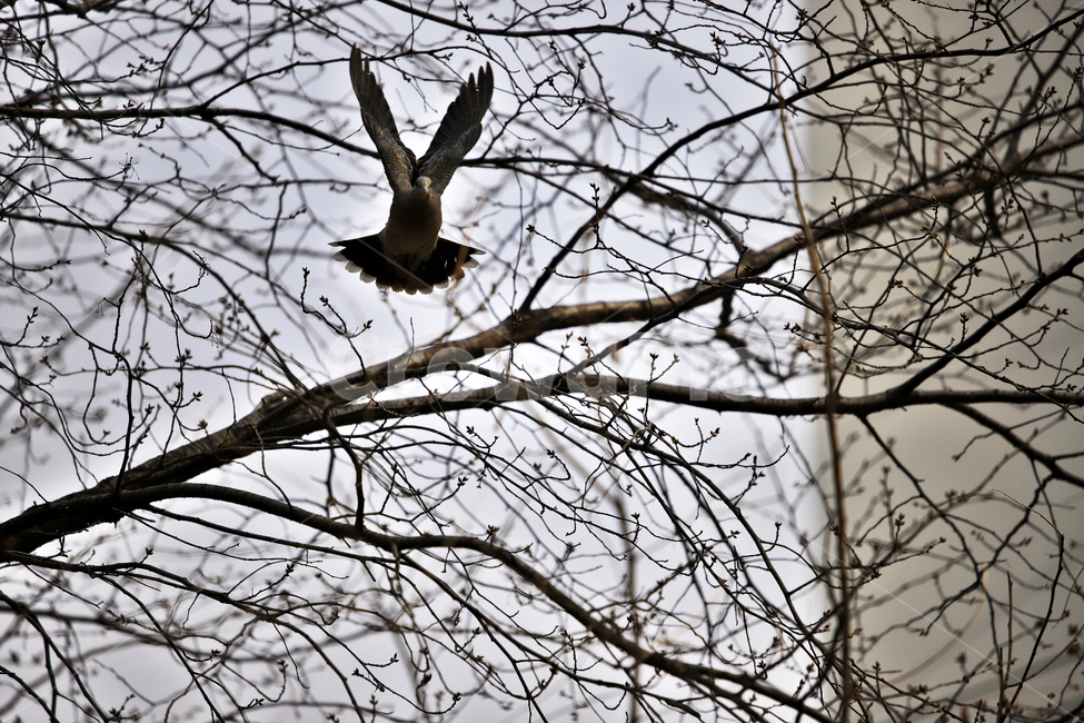 새,날개,나무,비상,감성사진,동물,animal,조류,새,birds