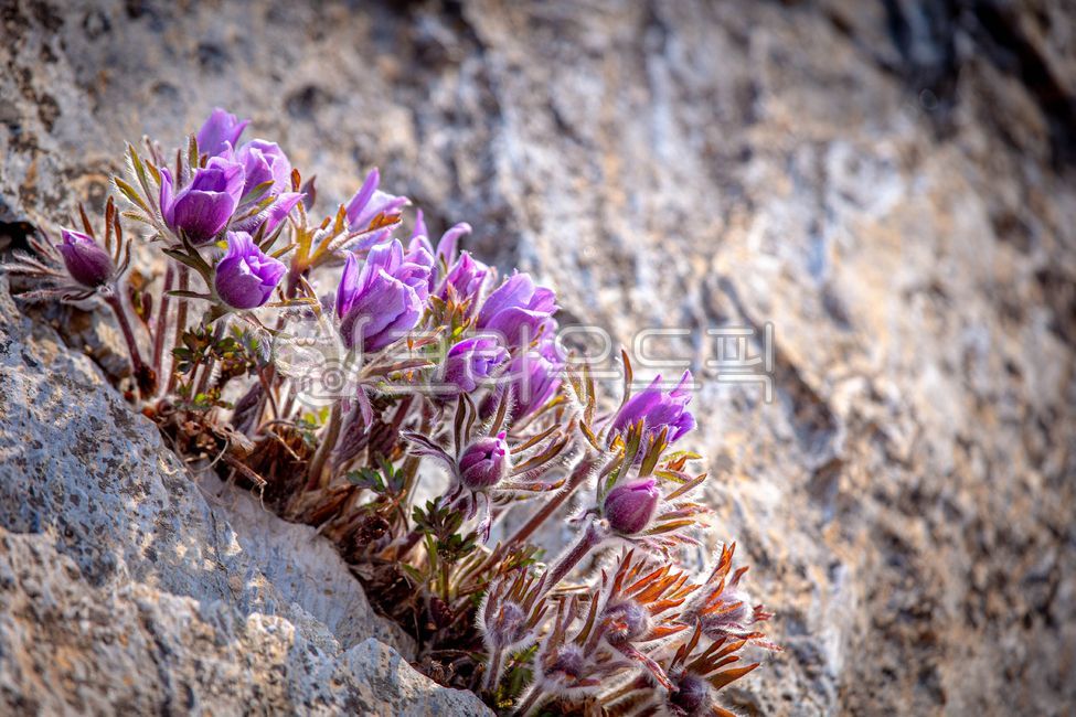 Donggang Halmi Flower,Halmi Flower,Wildflower,Spring Flower,Perennial Flower,Plant Encyclopedia