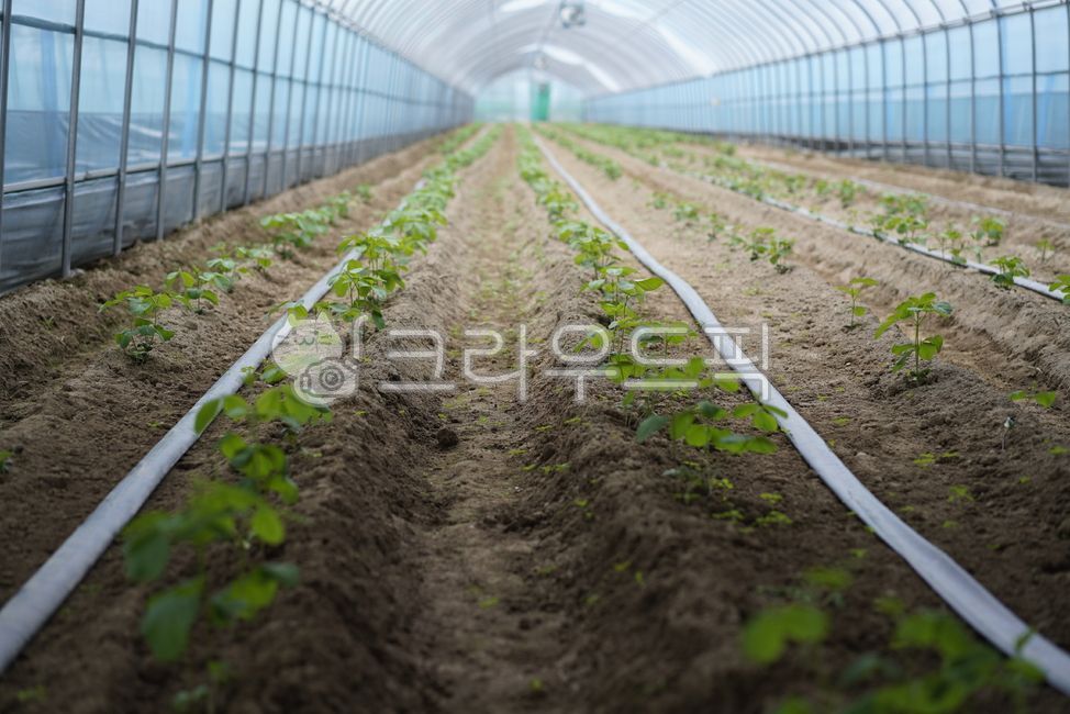 비닐하우스,하우스,농업,농사,재배,산업,온실,재배시설,농촌,gardening,원예,nature
