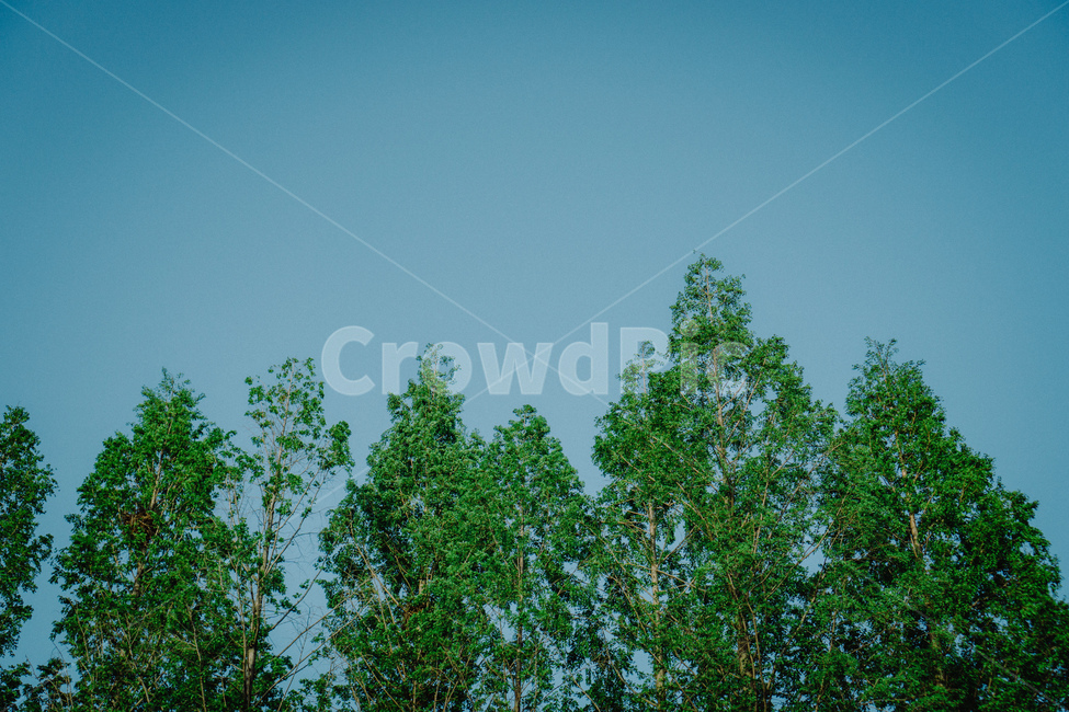 식물,나무,감성사진,봄,하늘,자연,풍경,nature,landscape,tree,plant