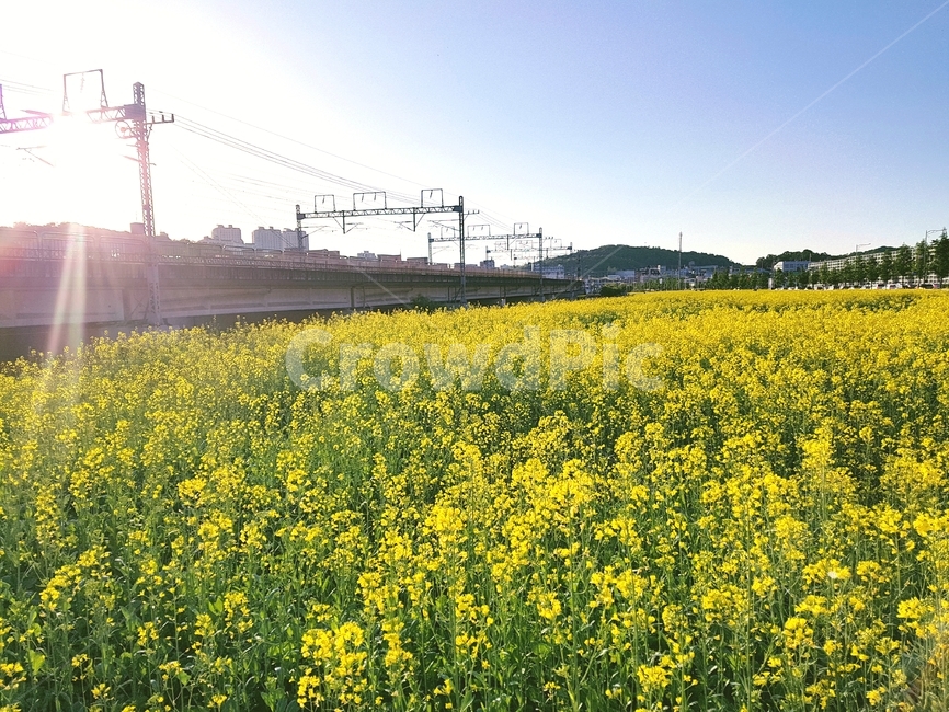 유채꽃,꽃밭,지하철,하늘,자연,들판,꽃,경치,풍경,field,nature,햇살,햇빛,flower,자연,풍경,nature,landscape,꽃,flower,교통,교통수단,traffic,transportation,들,grassland,목초지,outdoors,옥외,meadow,farm,농장,rural,농촌