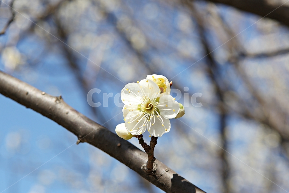 매화,매화꽃,꽃,꽃잎,봄꽃,봄,식물,자연,공원,식물,자연,plants,nature,꽃,flower