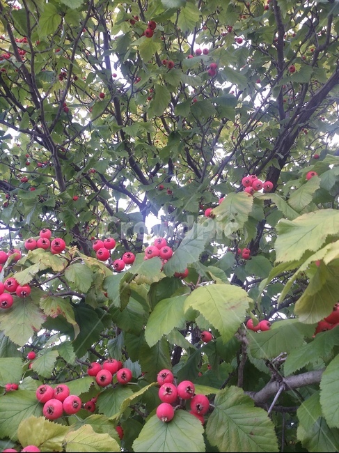 plant,식물,나무,나무열매,자연,열매,식물,자연,plants,nature
