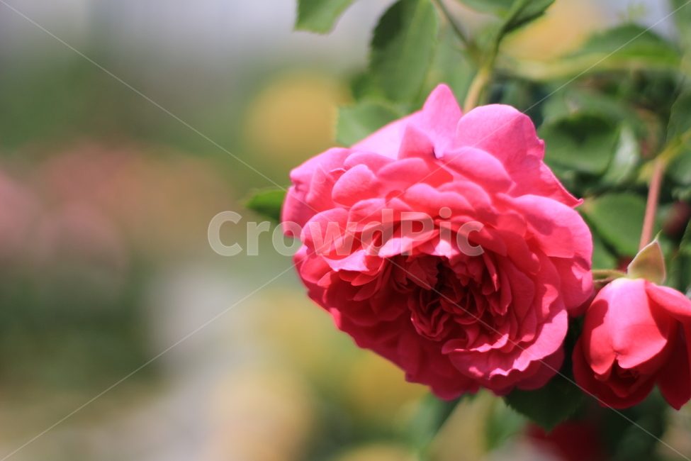 장미,봄,분홍색,꽃,나들이,산책,일상,행복,핑크,pink,flower,spring,봄나들이,꽃구경,꽃나들이,스냅,축제,식물,자연,plants,nature,꽃,flower