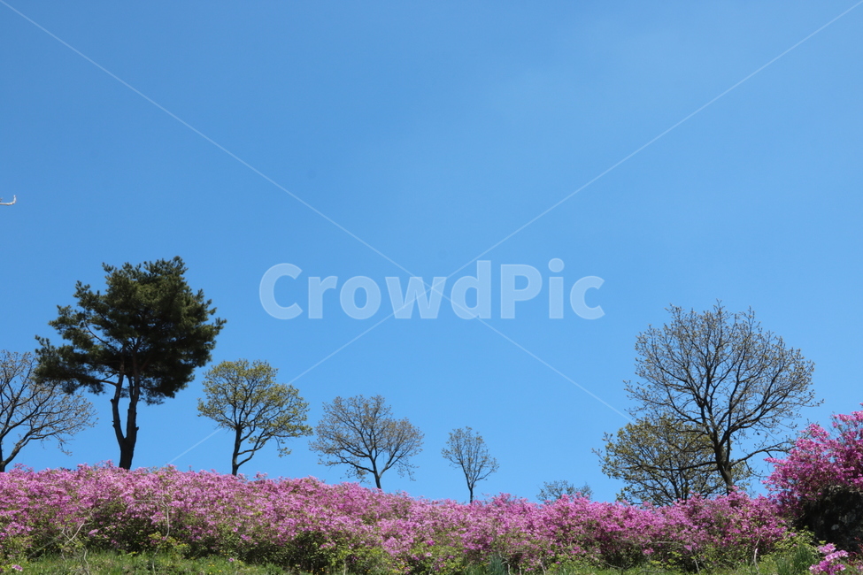 철쭉,황매산,지리산,철쭉제,산청