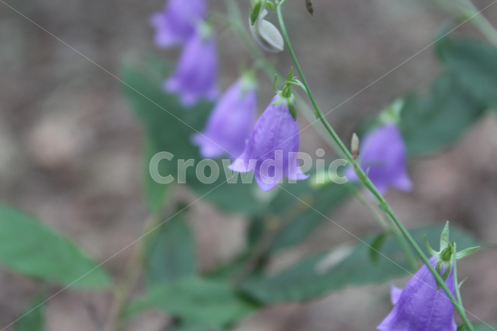 식물,blossom,꽃,flower,plant,식물,자연,plants,nature,꽃,flower