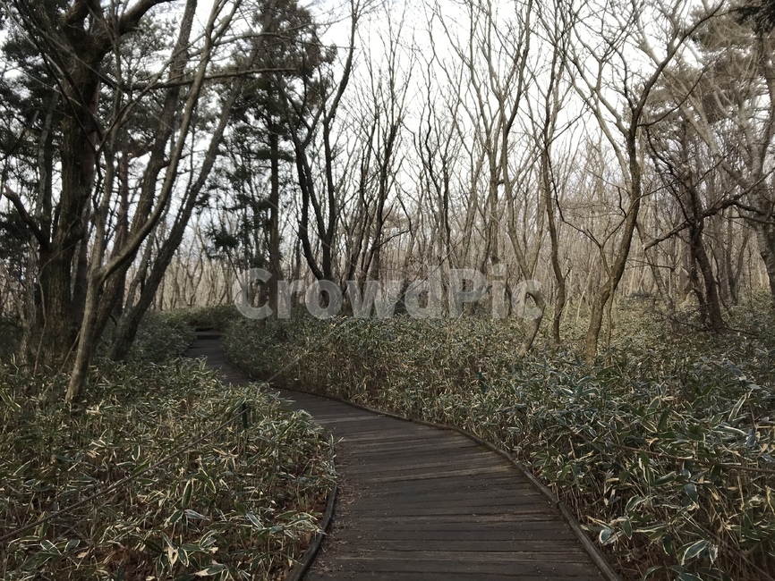 산책로,boardwalk,나무,tree,식물,등산로,산길,식물,자연,plants,nature,나무,trees,wood
