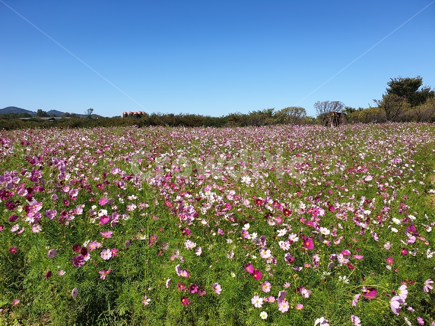 자연,식물,나무,nature,꽃,flower,농장,코스모스,하늘,산,풍경