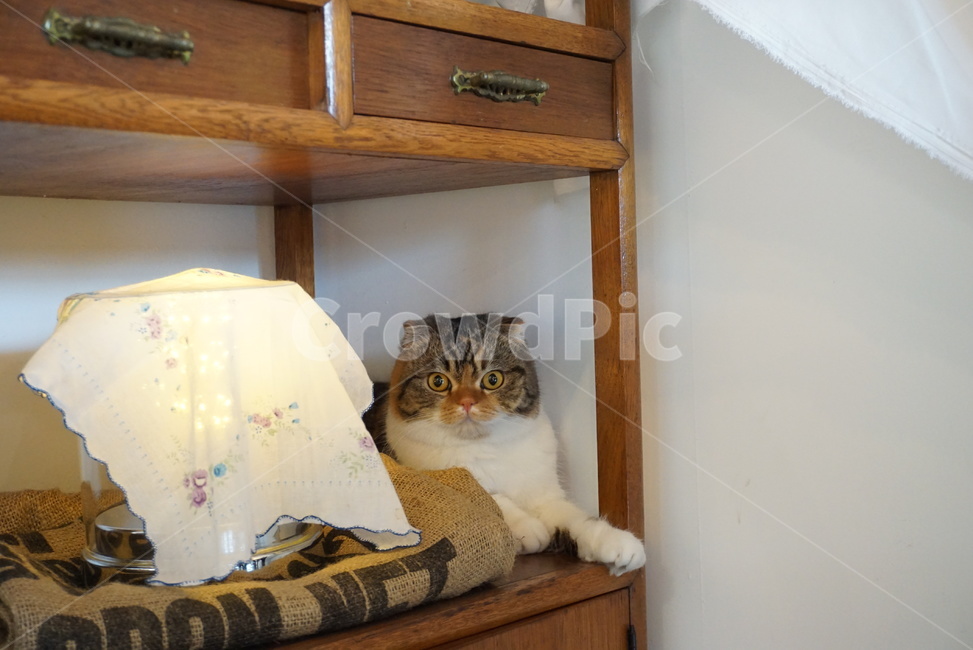 cat,고양이,반려동물,애완동물,스코티시폴드,동물,animal,포유류,mammal,고양이,cat,kitten,kitty