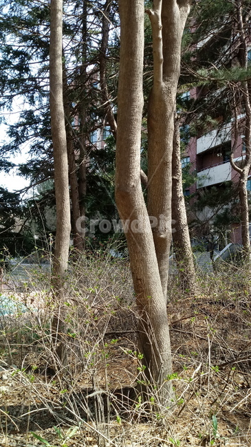 나무,나무줄기,나무가지,tree,plant