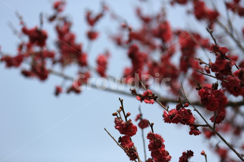 꽃,매화,식물,자연,홍매화,봄,봄,계절,spring,season,식물,자연,plants,nature,꽃,flower,plant