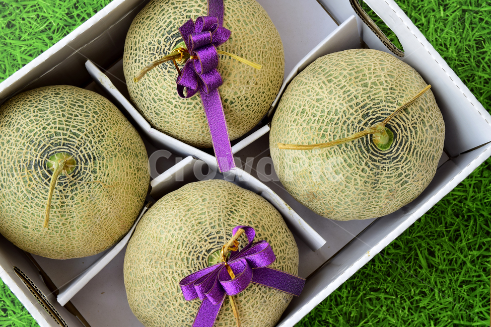 멜론,메론,과일,열매,열대과일,박스,리본,박과,melon,fruit,food,plant,ribbon,box,음식,식재료,요리,food,cook,meal,dishes,food reserves,과일,열매,fruit