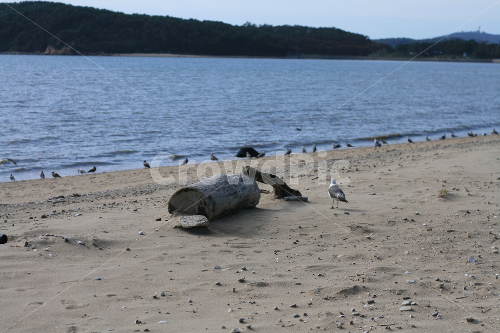 animal,동물,bird,새,갈매기,seagull