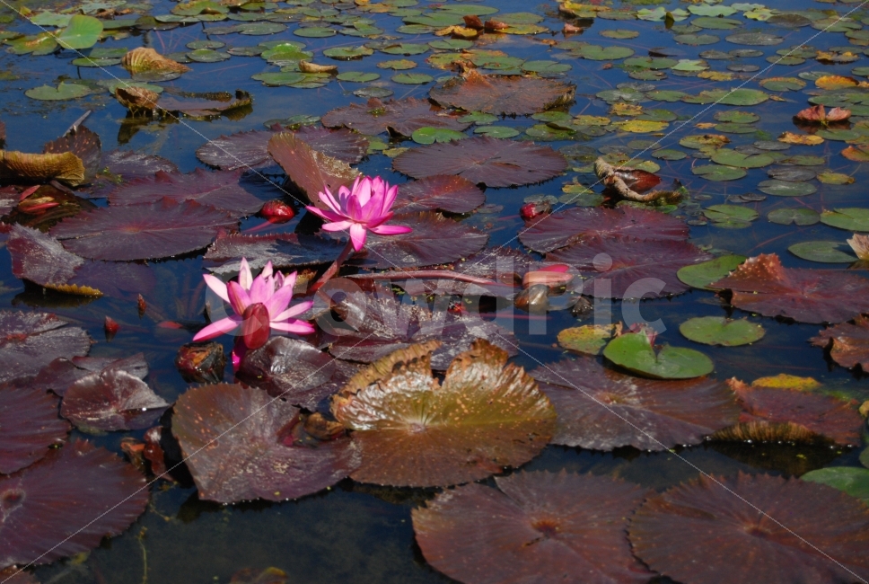 연못,연꽃,연잎,호수,분홍색,자주색,초록색,식물,자연,plants,nature,꽃,flower