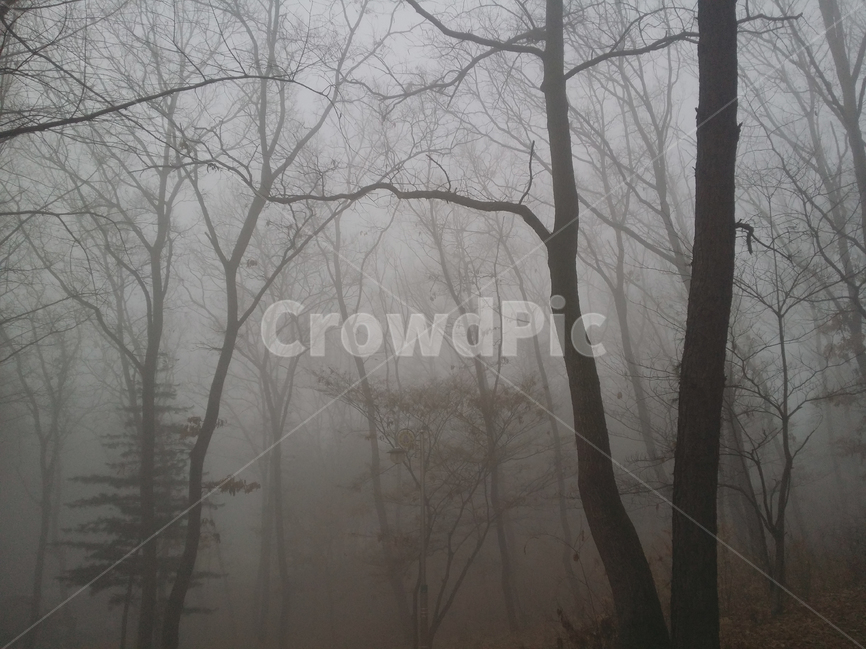 새벽,안개,새벽안개,숲,나무,겨울나무,겨울,계절,winter,season,식물,자연,plants,nature,나무,trees,wood