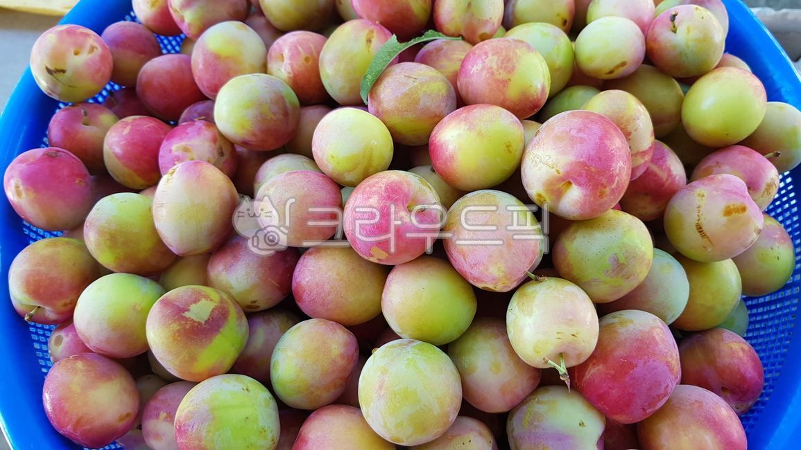 여름과일,자두,과일,핵과류,핵과일,과일,열매,fruit