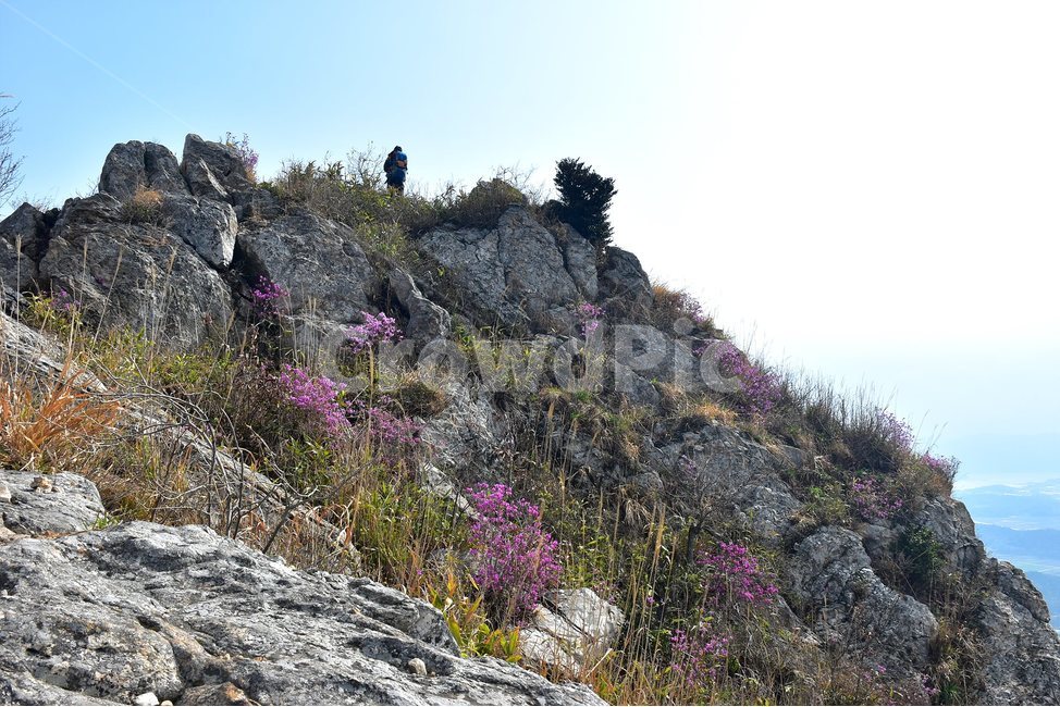 주작산,덕룡산,종주,진달래,풍경,기암,바위,비경,봄풍경,진달래꽃,강진,명산,산행,등산,마운틴,힐링,mountain,landscape,자연,natural,봄,계절,spring,season,자연,풍경,nature,landscape,한국자연풍경,한국자연경관,korea nature landscape,adventure,모험,leisure activities,레저 활동,slope,경사,outdoors,옥외