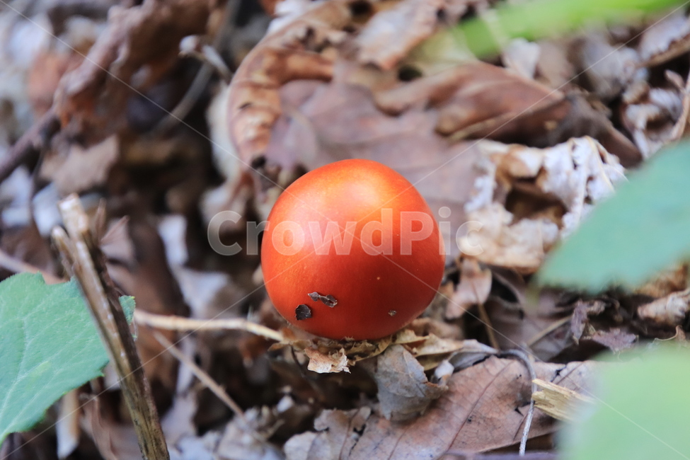 식용,버섯,달걀버섯,주황색,산,가을,계절,fall,autumn,season,식물,자연,plants,nature,버섯,mushroom,food,음식,egg,계란,plant