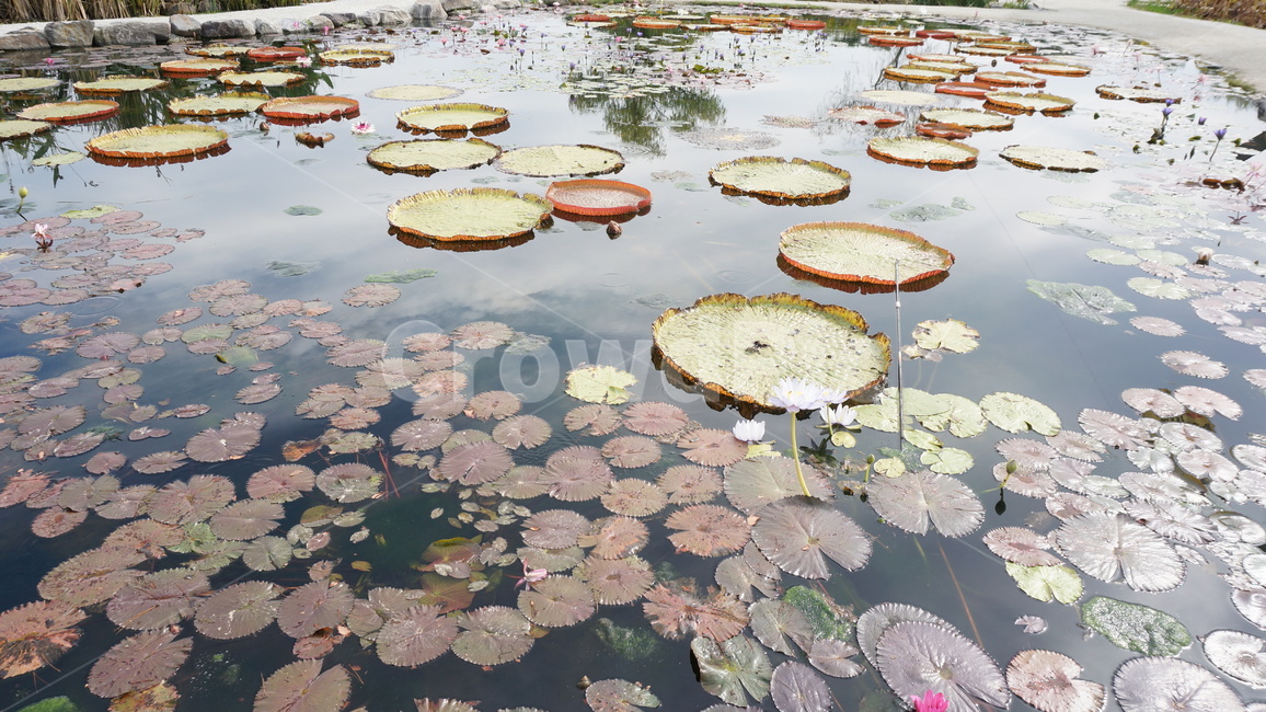 연꽃,연못,감성사진,자연,plant,식물,blossom,flower,꽃,식물,자연,plants,nature