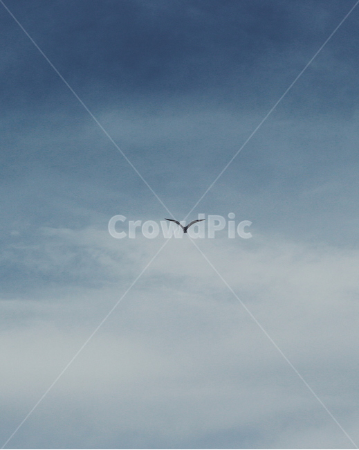 갈매기,새,bird,하늘,sky,고독,동물,animal,조류,새,birds