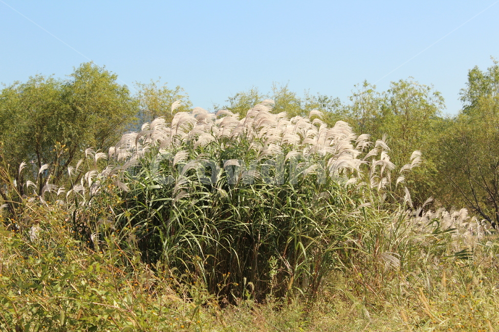 자연,꽃,갈대,하늘,nature,가을,계절,fall,autumn,season,식물,자연,plants,nature,꽃,flower,grass,잔디,plant,lawn