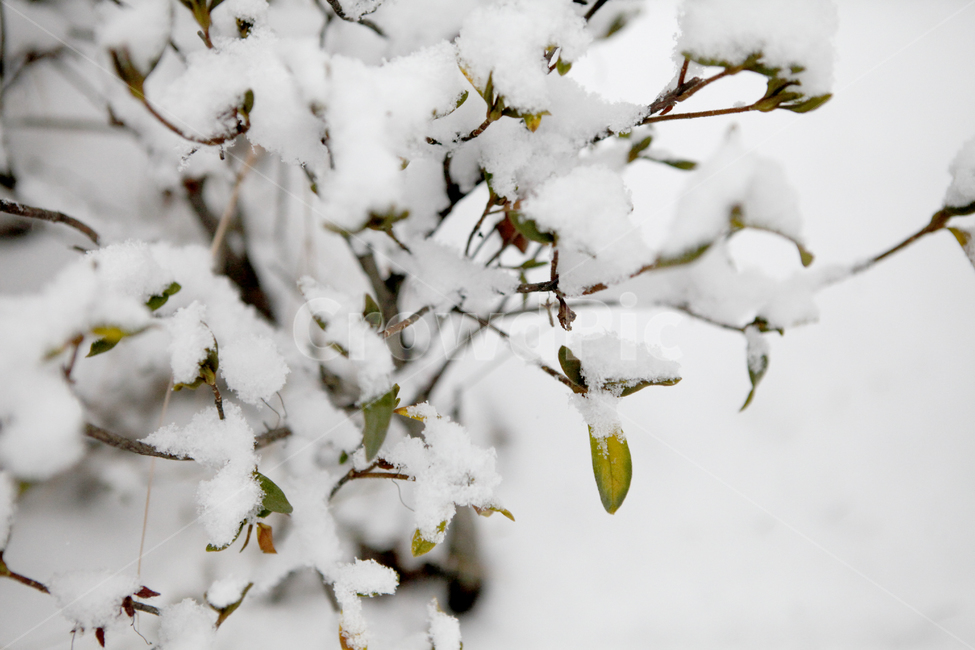 nature,자연,outdoors,ice,snow,눈,초록,식물,plant,눈쌓인나무,겨울,winter