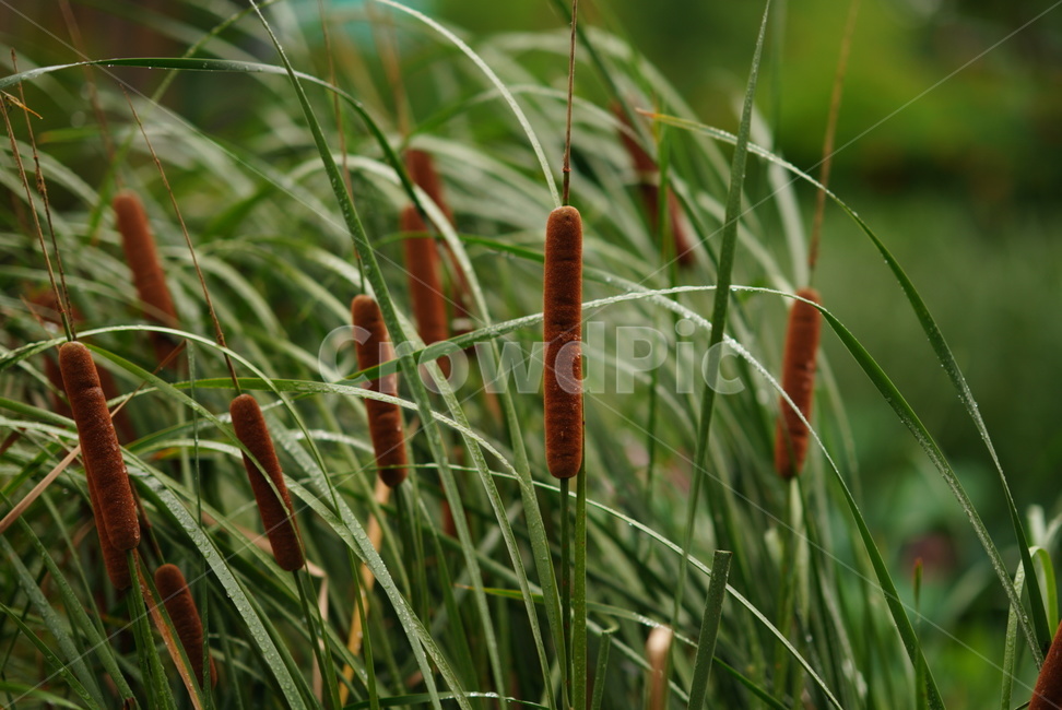 식물,자연,연못,nature,summer,여름,계절,flower,pond,plants