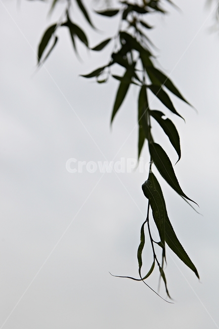 버들잎,버드나무,나무,나무잎,배경,식물,자연,plants,nature