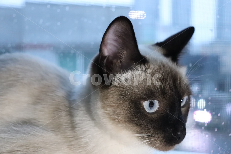 고양이,비,창문,반려동물,애완동물