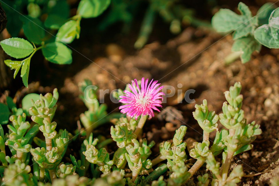 선인장,꽃,다육식물,생화,화분,들꽃,조화,flower,nature,자연,plant,Cactus,Succulents