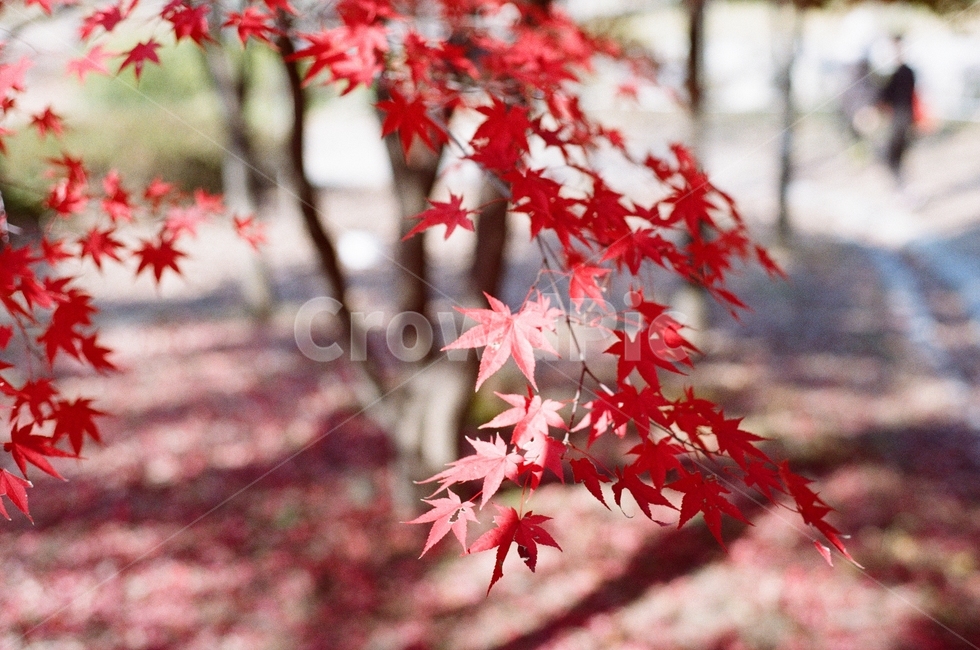 maple,fallenleaf,단풍,식물,나무,가을,계절,fall,autumn,season
