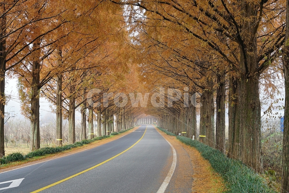 대한민국,담양,풍경,가을,길,나무,가을,계절,fall,autumn,season,자연,풍경,nature,landscape,tree,plant,식물,asphalt,아스팔트