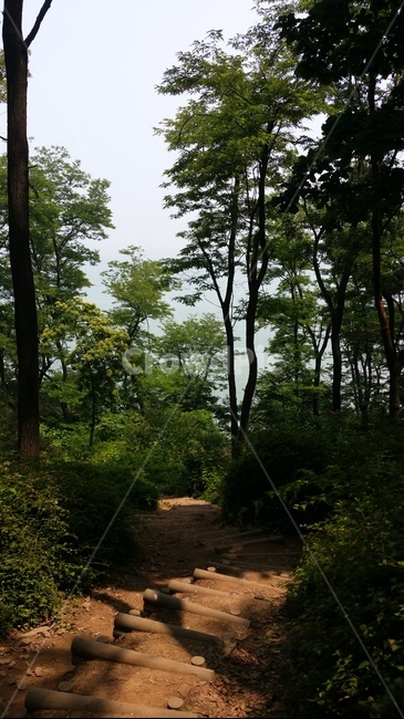 산길,등산길,나무,숲,계단,산속