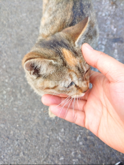 cat,고양이,길고양이,길냥이,동물,펫,포유류