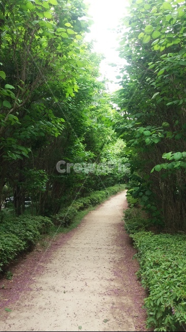 길,산책로,오솔길,샛길,지름길,나무,초록,way,road