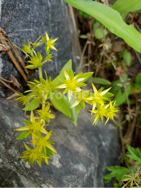 노란꽃,여름꽃,바위틈꽃,자연,flower,natuer,풀꽃,식물,자연,plants,nature,꽃,flower