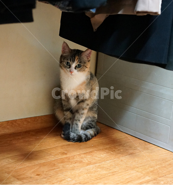 새초롬,고양이,집고양이,숨은고양이,수줍은,겁쟁이,동물,animal,포유류,mammal,고양이,cat,kitten,kitty