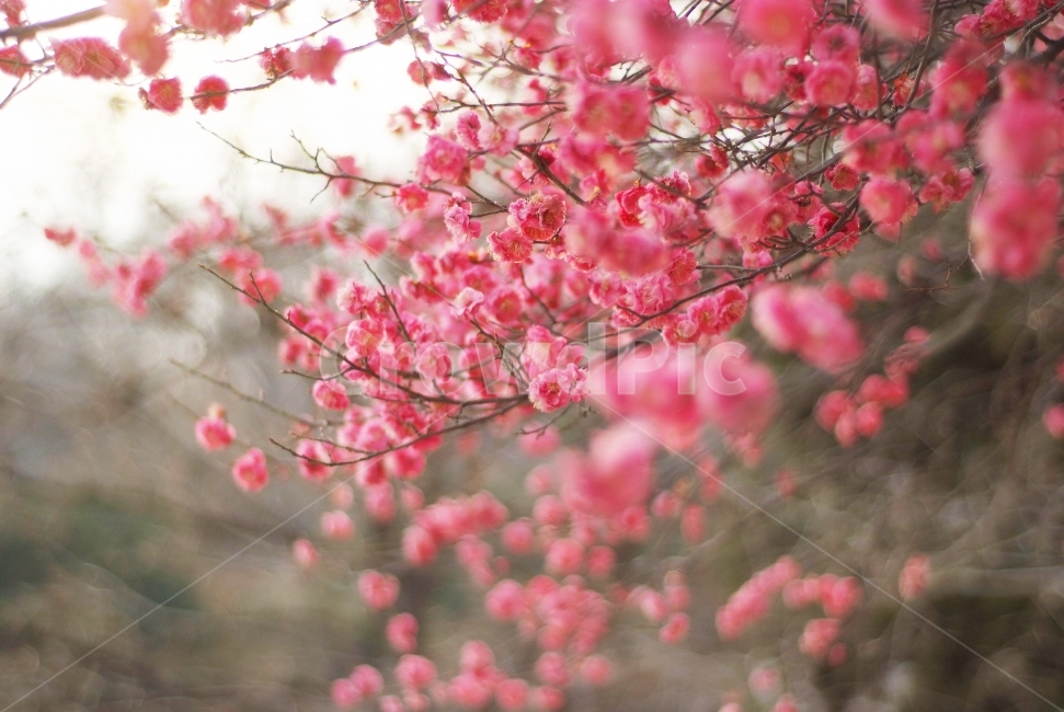 홍배화,매화,봄꽃,봄,spring,flowers,봄,계절,spring,season,식물,자연,plants,nature,꽃,flower,감성,sensible,feeling,plant