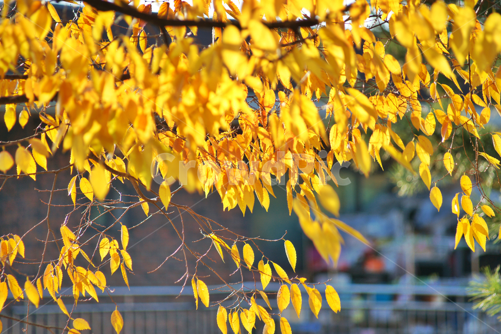 낙엽,가을,잎,노란색,자연,잎새,가을,계절,fall,autumn,season,leaf,plant,식물