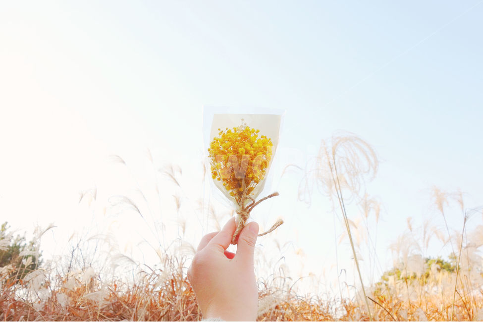 갈대,자연,가을,하늘,꽃,안개꽃,fall,sky,yellow,hand,꽃,flower,사람,인물,인간,human,person,신체일부,몸,body