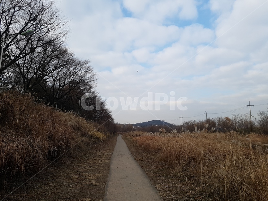 길,하천,하늘,맑음,갈대,가을,계절,fall,autumn,season,road,도로