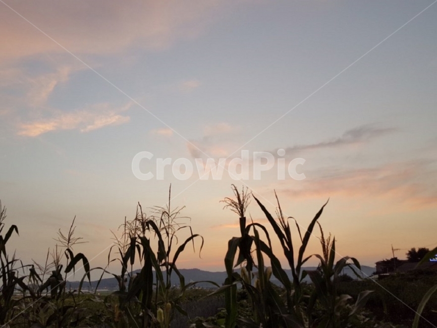 노을,풍경,자연,하늘,가을,수수,벼,자연,풍경,nature,landscape,식물,plants,음식,식재료,요리,food,cook,meal,dishes,food reserves,outdoors,옥외