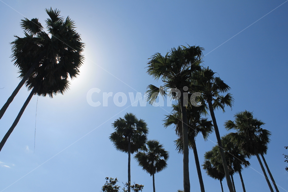 bali,palmtree,sky,발리,하늘,야자수
