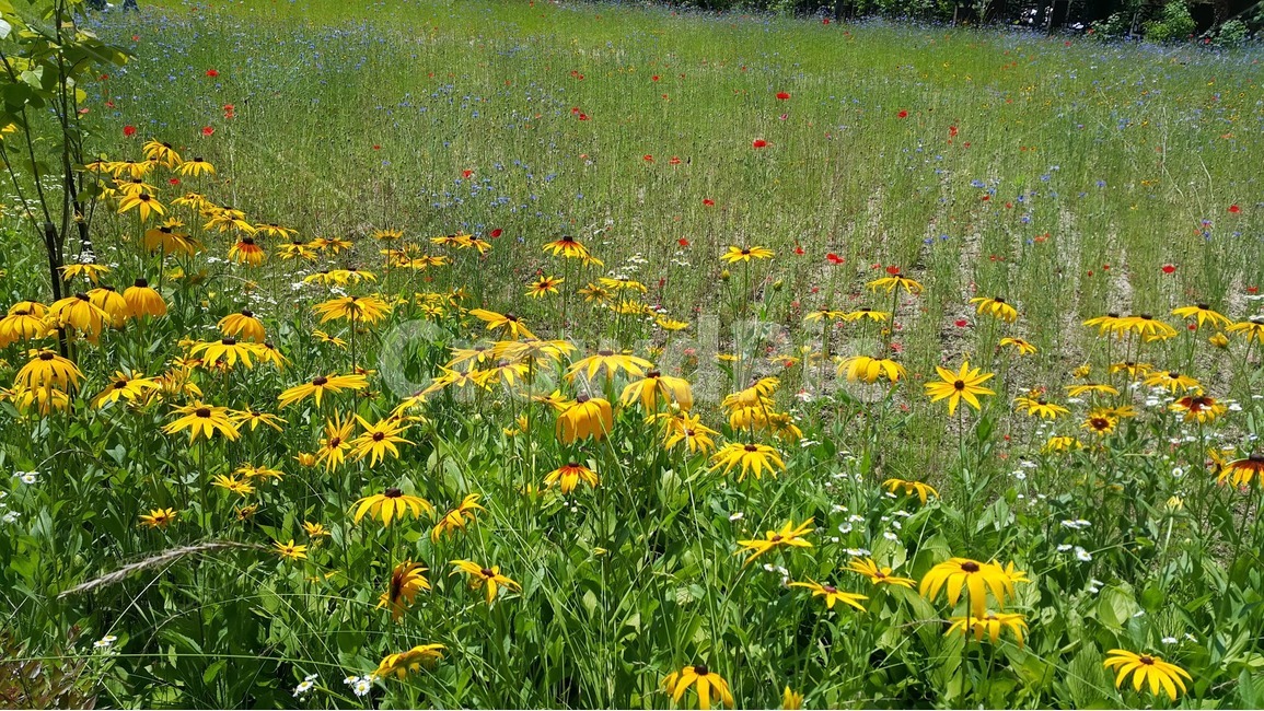 자연,들,농촌,식물,nature,rural,plant,countryside,꽃,식물,자연,plants,nature,꽃,flower