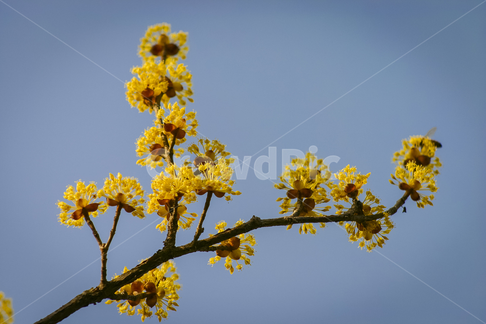 봄,하늘,푸르름,노랑,산수유,노란꽃,개화,cornus,봄,계절,spring,season,식물,자연,plants,nature,꽃,flower,plant