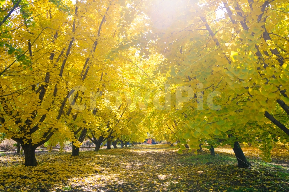 가을,여행,낙엽,노랑,은행나무,은행잎,나무,빛,감성,경기도,가을,계절,fall,autumn,season,자연,풍경,nature,landscape,식물,plants,나무,trees,wood,plant,tree